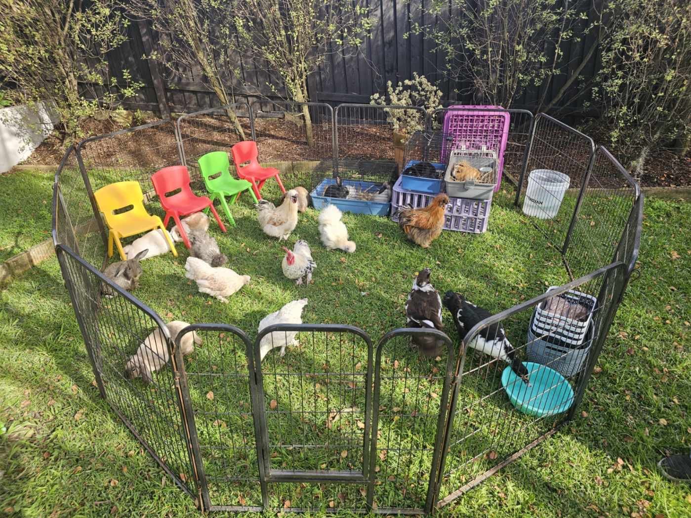 Petting zoo hire for Sydney family events