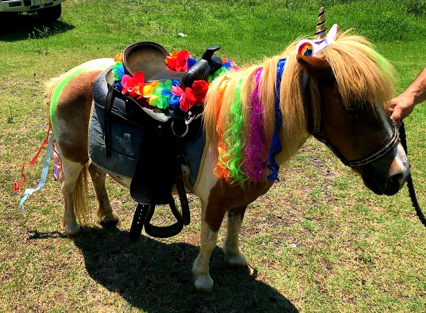 Unicorn pony party hire in Sydney